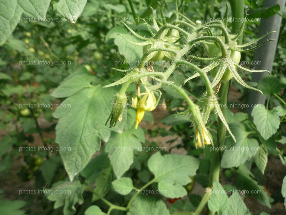 Tomate flor y ramo