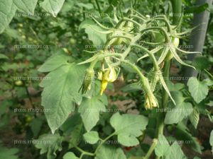 Tomate flor y ramo