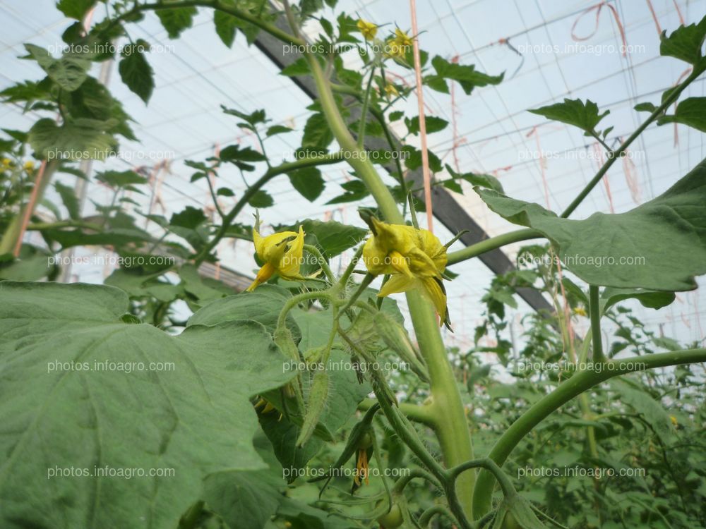 Tomate floración y cuajado