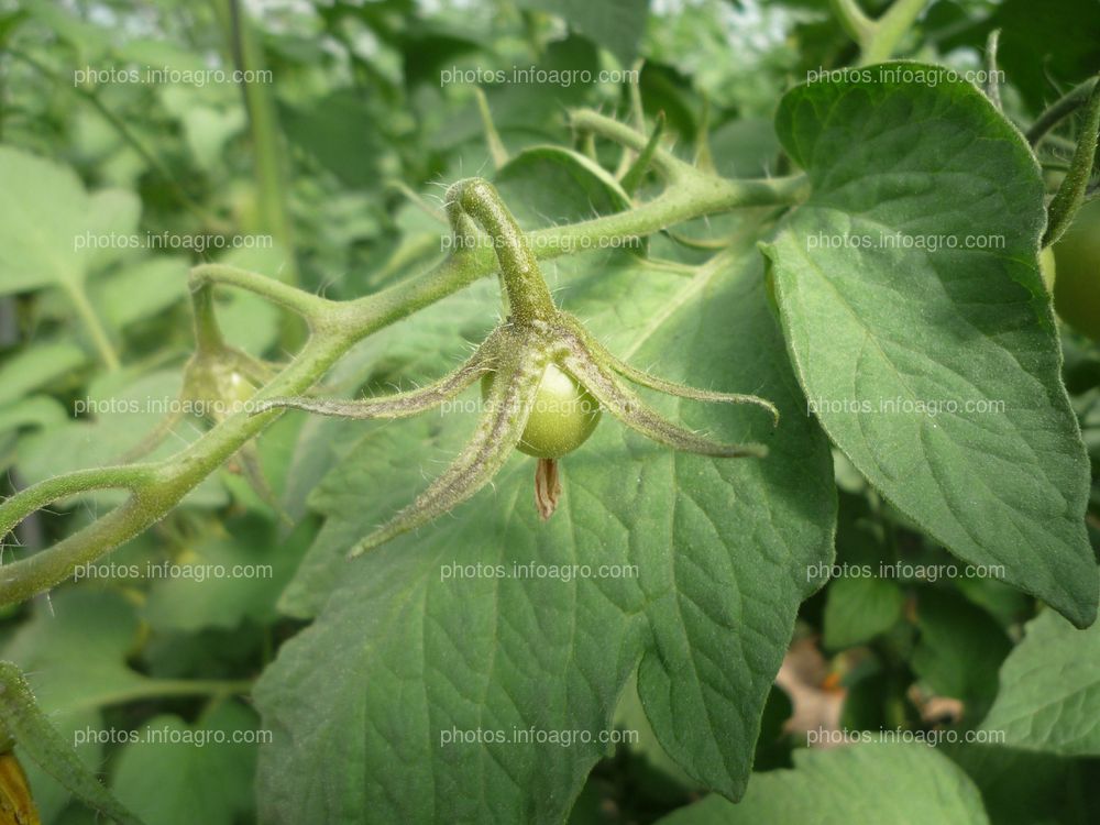 Tomate fruto verde cuajando