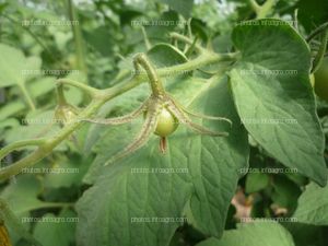 Tomate fruto verde cuajando