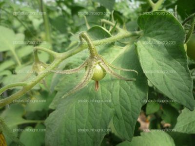 Tomate fruto verde cuajando