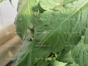 Tomate hoja ceniza