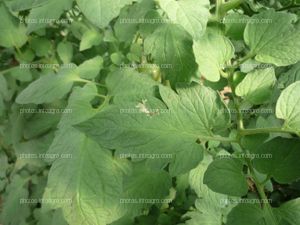 Tomate hoja daños tuta absoluta