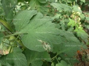 Tomate hoja daños tuta absoluta