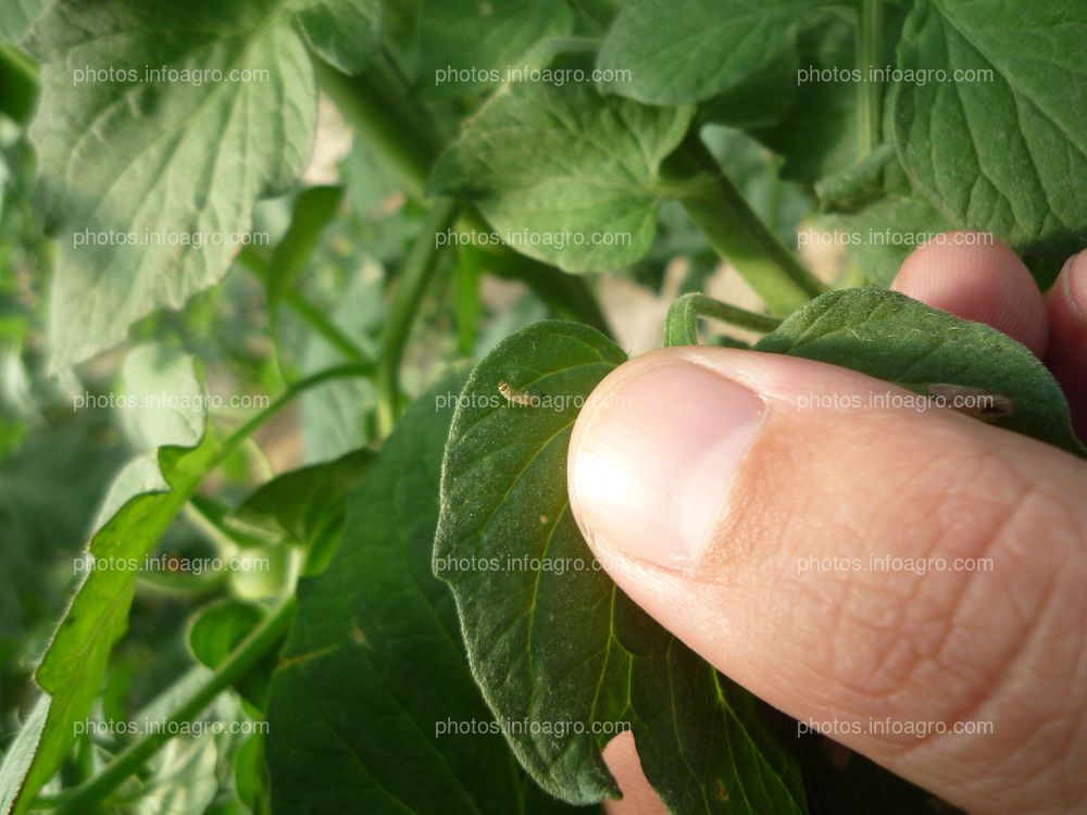 Tomate hoja larva tuta absoluta