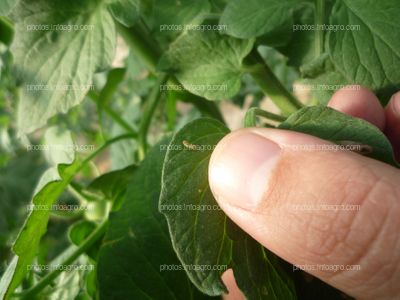 Tomate hoja larva tuta absoluta