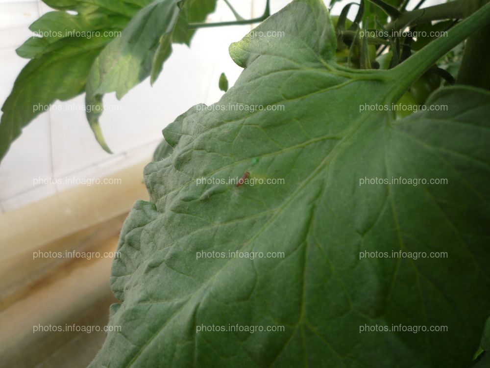 Tomate hojas larva tuta absoluta