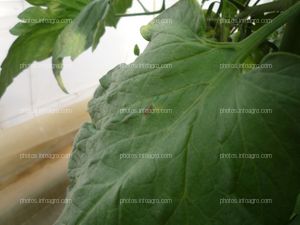 Tomate hojas larva tuta absoluta