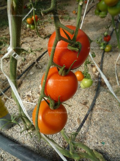 Tomate maduro