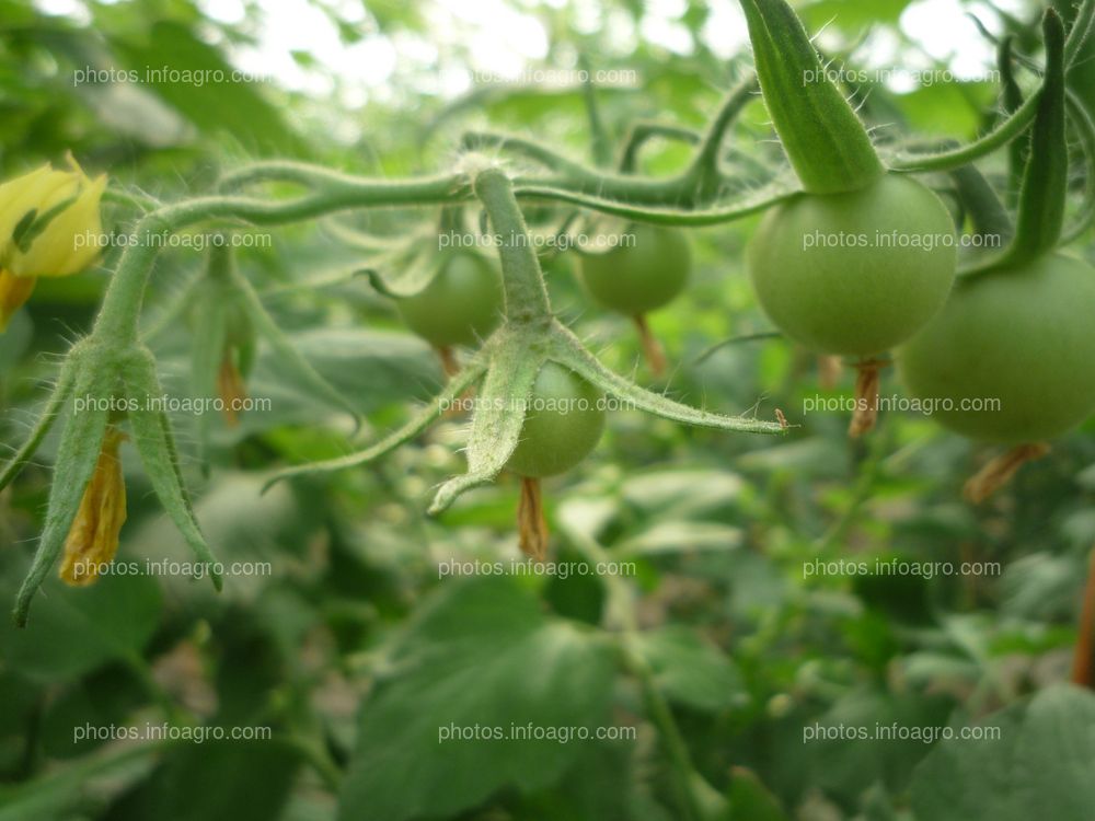 Tomate pedunculos y cuajes