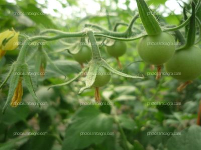 Tomate pedunculos y cuajes