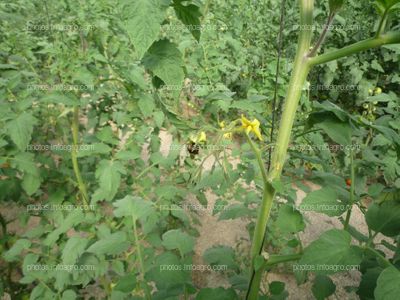 Tomate picadura abejorro