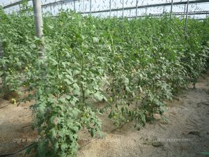 Tomate plantas medianas