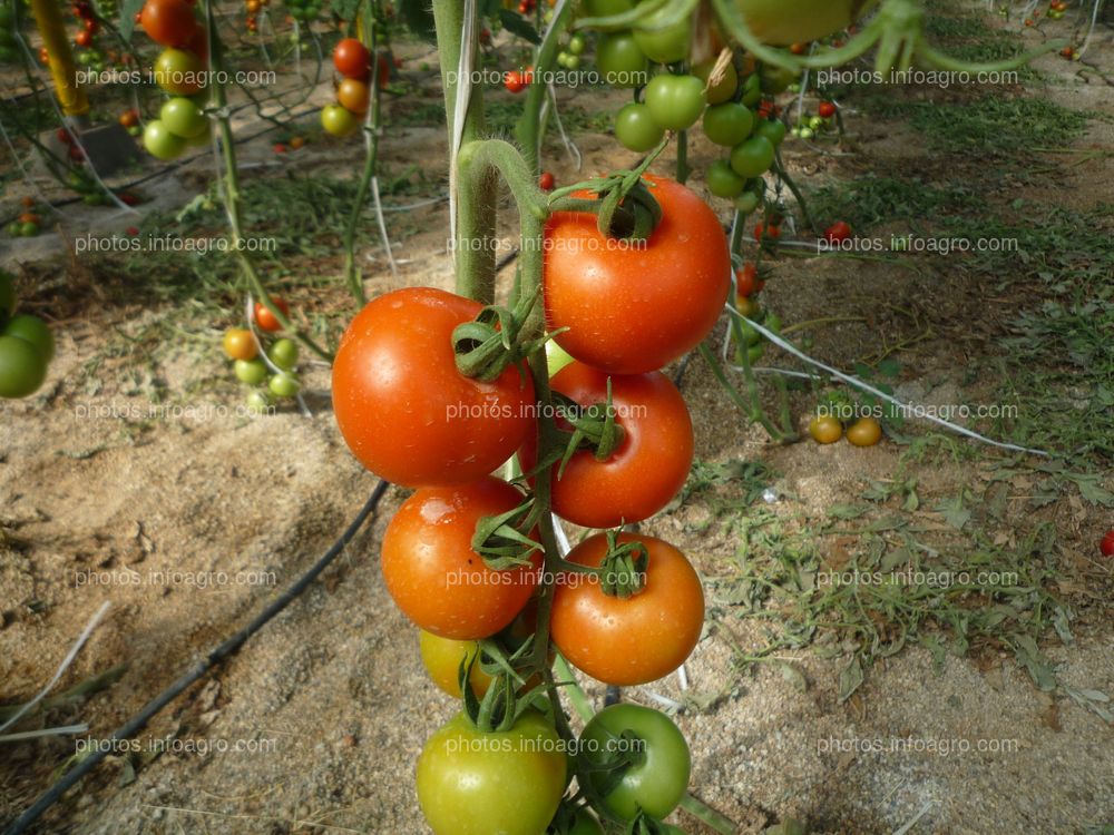 Tomate ramo cambio coloracion