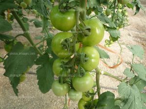 Tomate ramo frutos grandes verdes