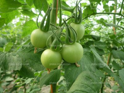 Tomate ramo verde antes de cambio de color