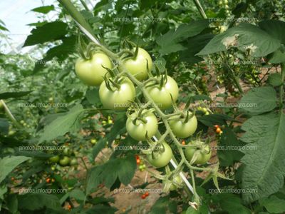 Tomate ramo verde sin aclareo de frutos