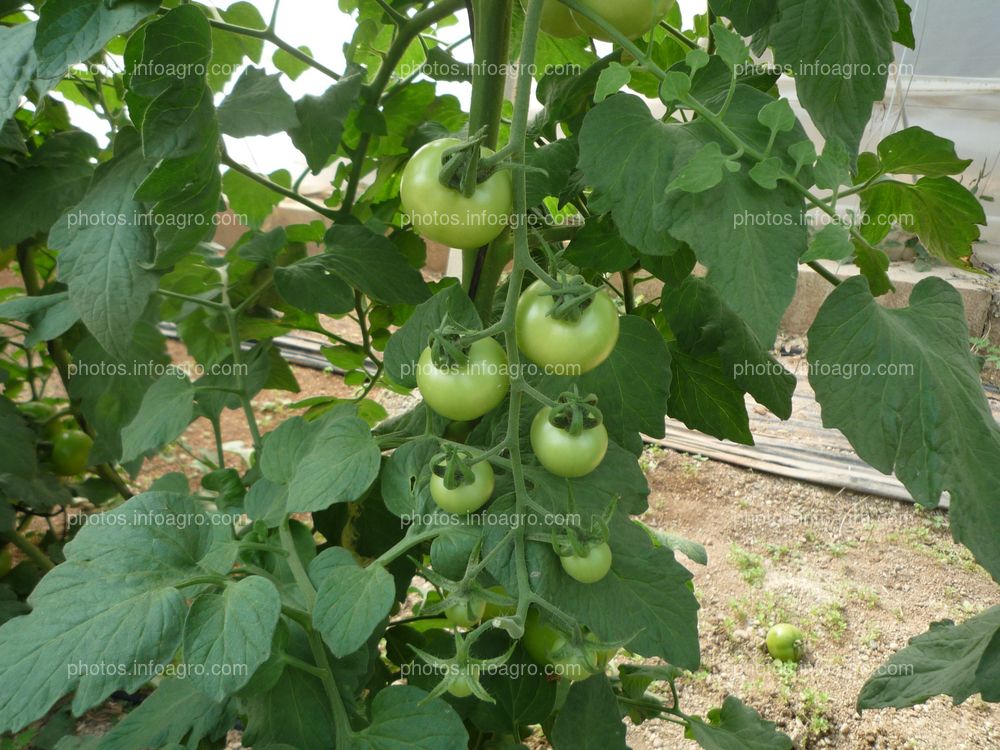 Tomate ramo verde sin aclareo