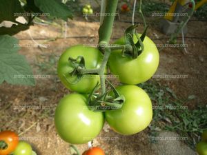 Tomate ramo verde