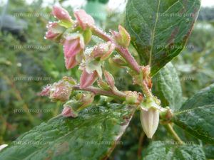 Botones florales del arándano