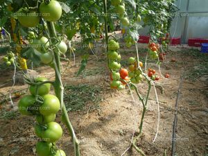 Tomate ramo recoleccion aclareo hojas