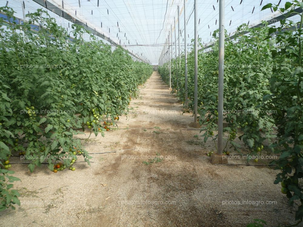 Tomate vista general invernadero