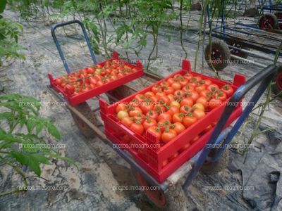 Cajas tomate en carros recolección