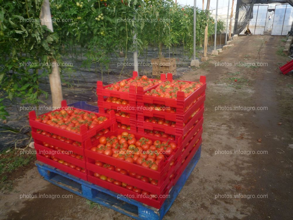 Cajas tomate ramo