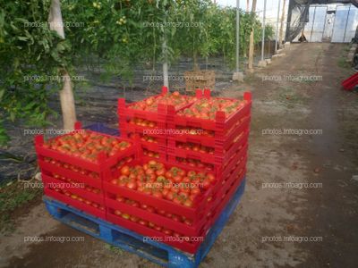 Cajas tomate ramo