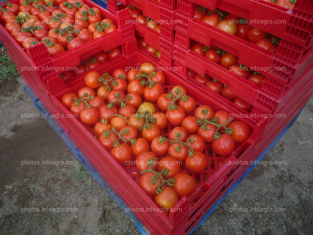 Cajas tomate ramo