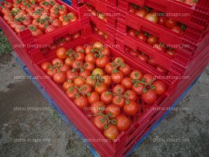 Cajas tomate ramo