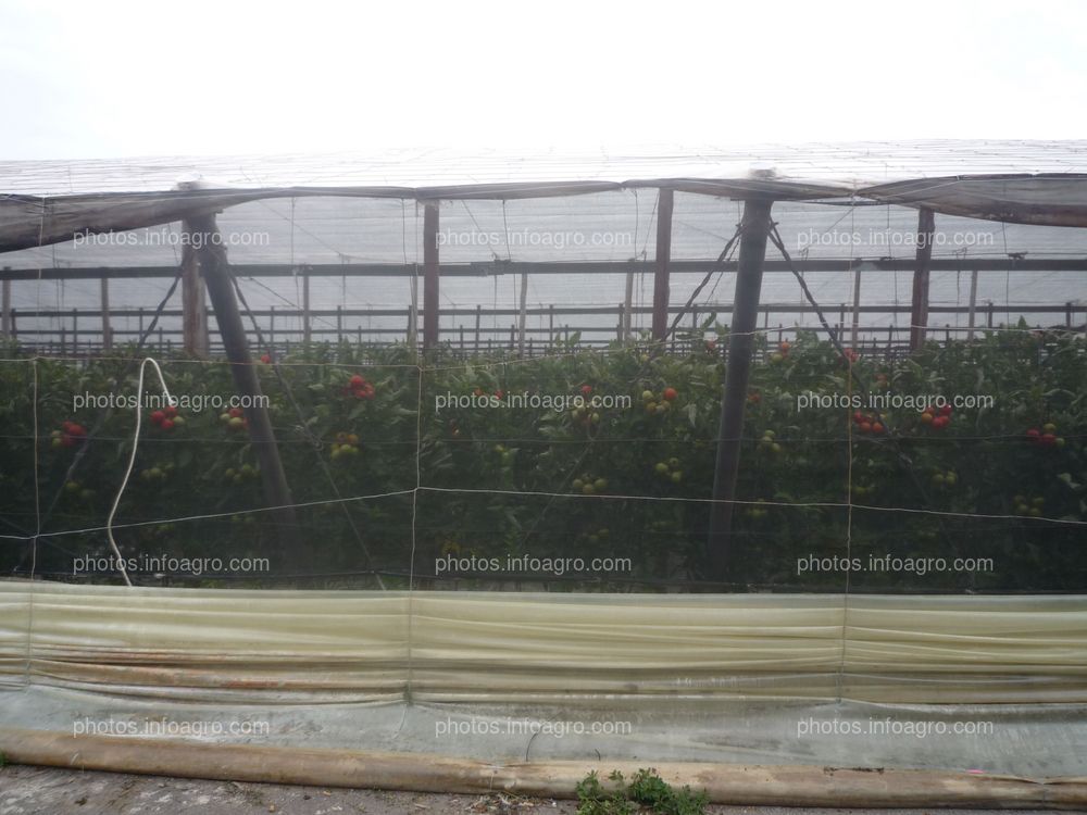 Cultivo tomate invernaderp