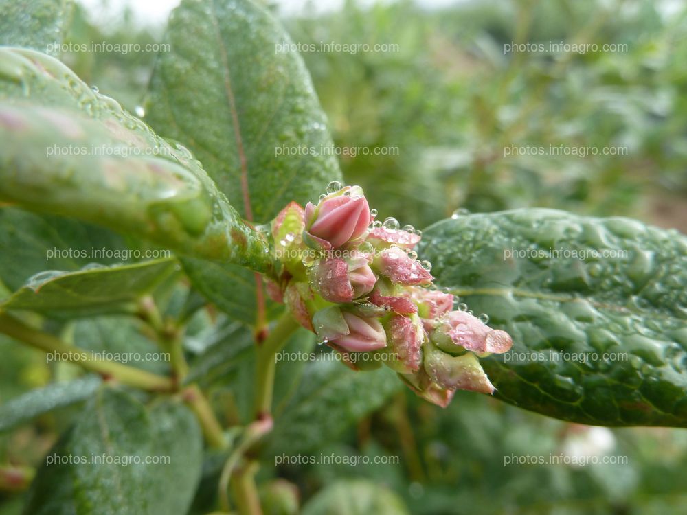 Botones florales del arándano