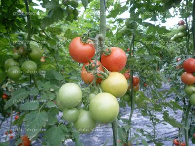 Detalle ramo tomate