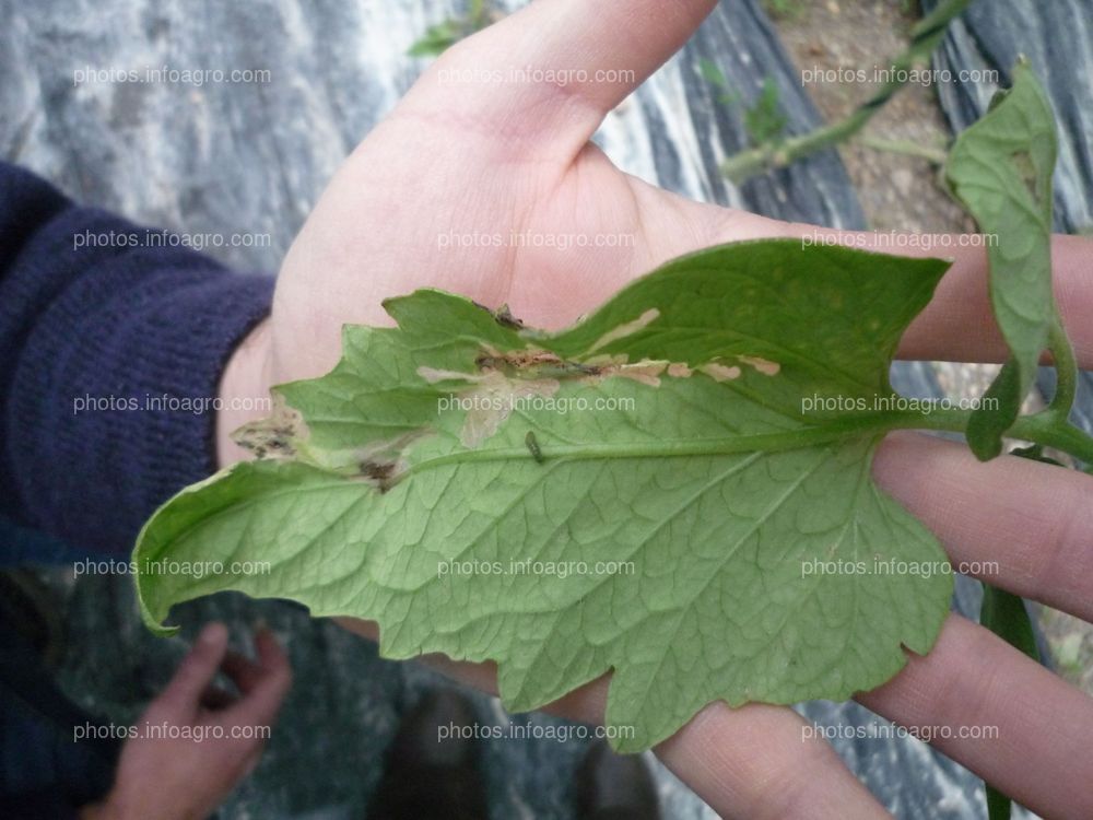 Galerias y larva de tuta absoluta