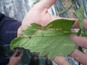 Galerias y larva de tuta absoluta