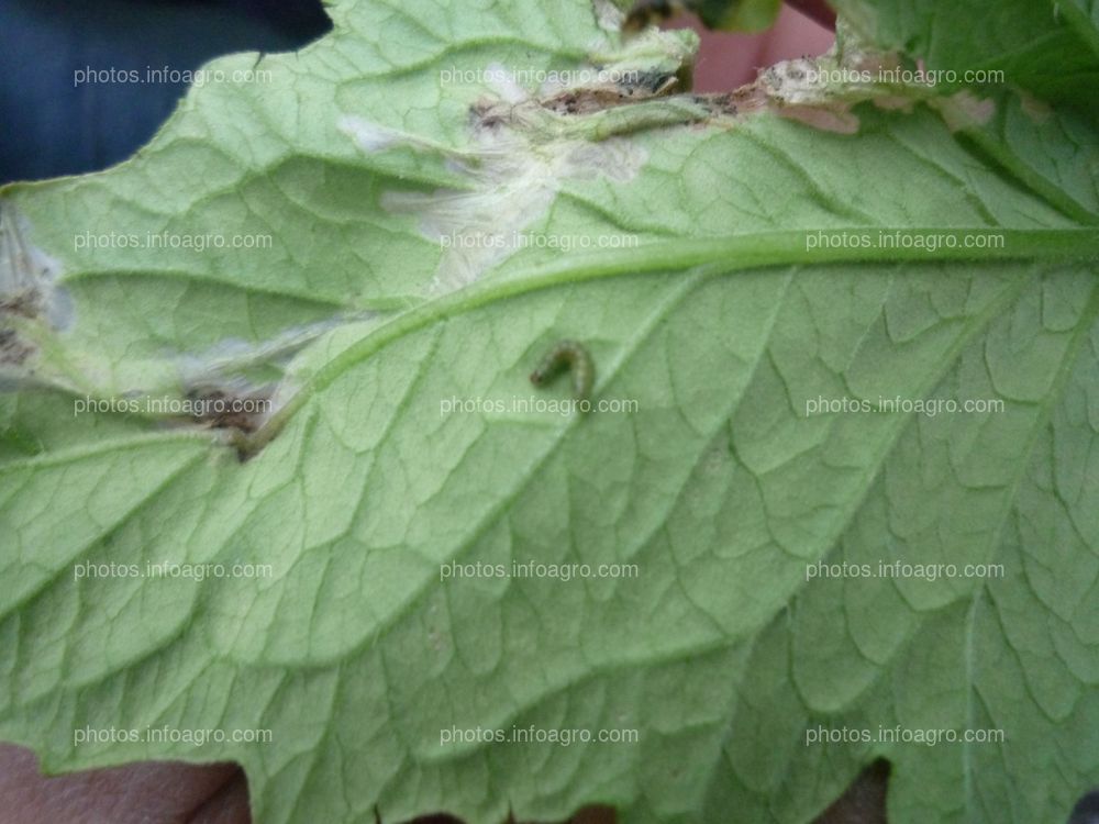 Galerias y larva de tuta absoluta