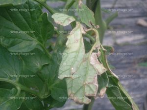 Hoja tomate dañada por goteo