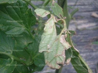 Hoja tomate dañada por goteo