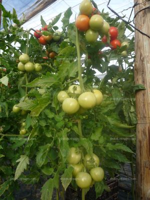 Planta tomate. Frutos verdes y maduros