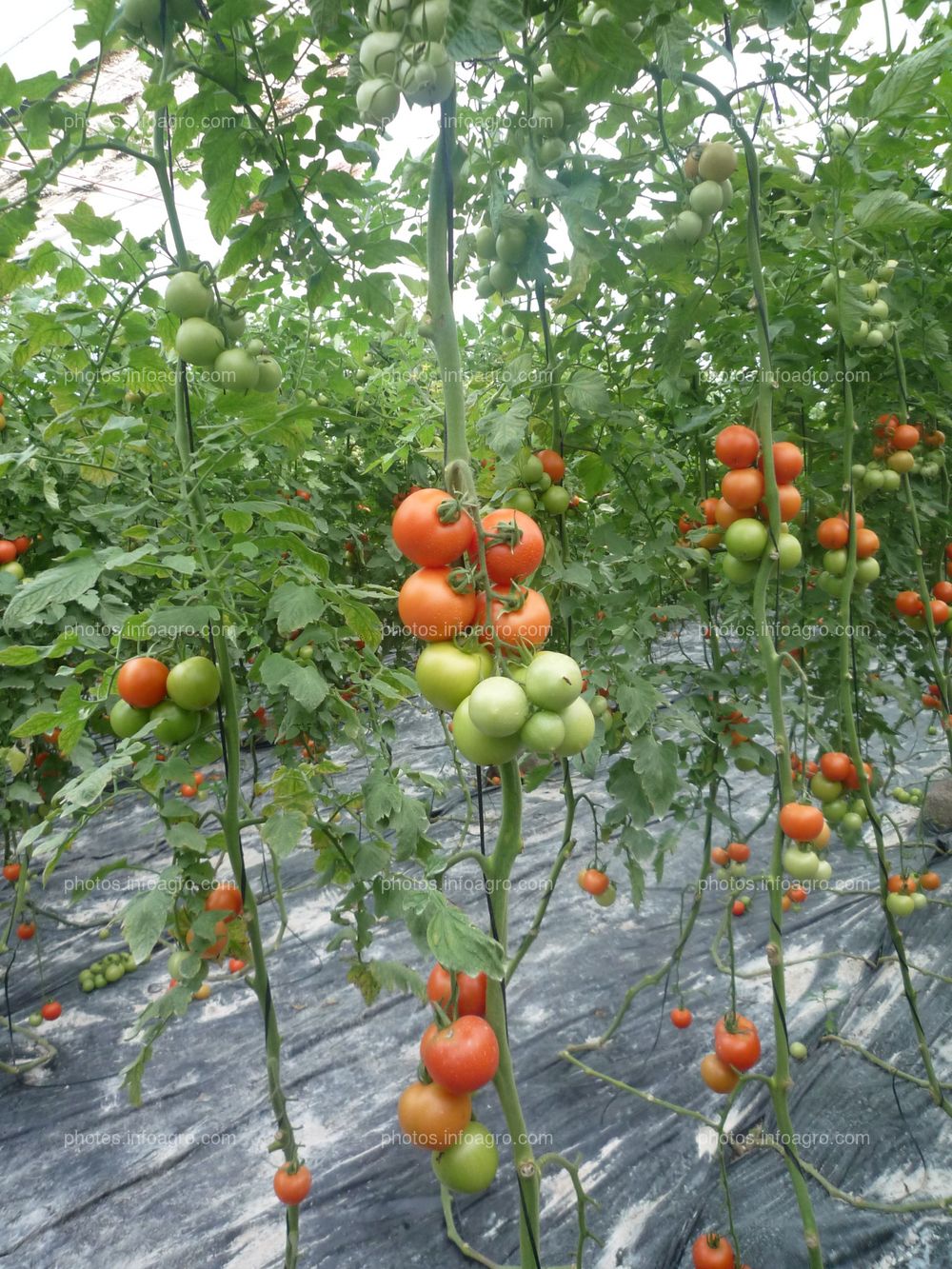 Planta tomate entutorada a un tallo deshojada