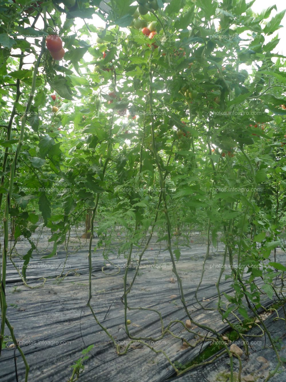 Plantas tomate