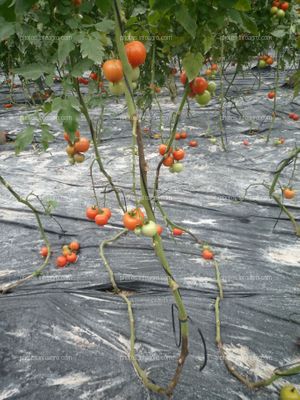 Pudrición planta tomate