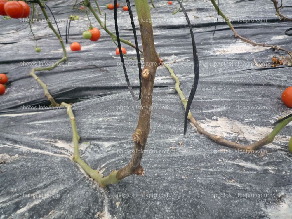 Pudrición tallo planta tomate