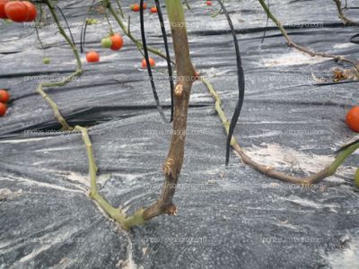 Pudrición tallo planta tomate