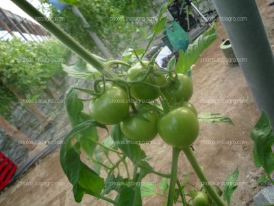 Ramo tomate