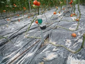 Tensiómetro colocado invernadero tomate
