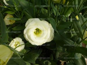 Lisianthus