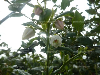 Flores del arándano